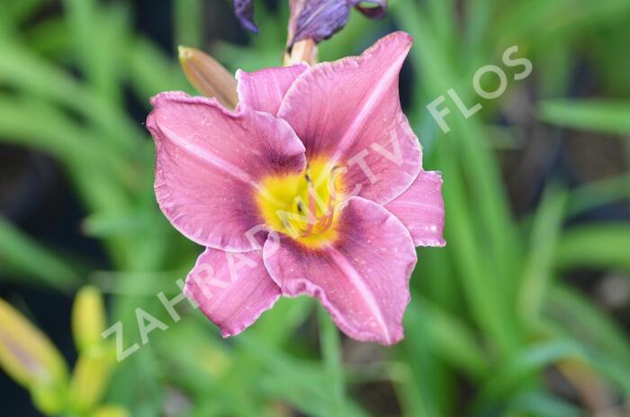 Denivka 'Whoopy' - Hemerocallis 'Whoopy'