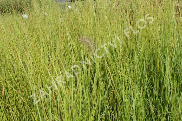 Dochan psárkovitý 'Compresum' - Pennisetum alopecuroides 'Compresum'