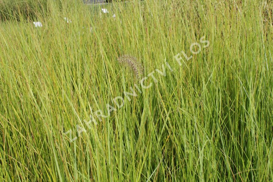 Dochan psárkovitý 'Compresum' - Pennisetum alopecuroides 'Compresum'