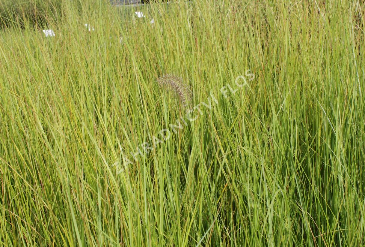 Dochan psárkovitý 'Compresum' - Pennisetum alopecuroides 'Compresum'