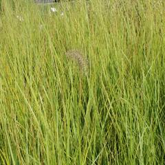 Dochan psárkovitý 'Compresum' - Pennisetum alopecuroides 'Compresum'