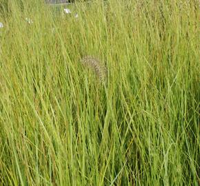 Dochan psárkovitý 'Compresum' - Pennisetum alopecuroides 'Compresum'