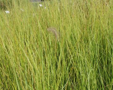 Dochan psárkovitý 'Compresum'