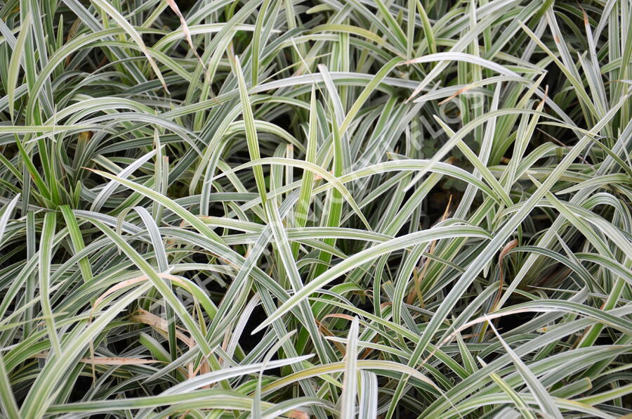 Sedoulek plochostvolý 'Albovariegata' - Ophiopogon planiscapus 'Albovariegata'
