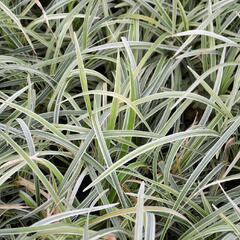 Sedoulek plochostvolý 'Albovariegata' - Ophiopogon planiscapus 'Albovariegata'