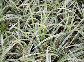 Sedoulek plochostvolý 'Albovariegata' - Ophiopogon planiscapus 'Albovariegata'