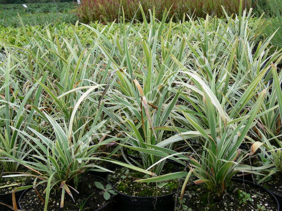 Sedoulek plochostvolý 'Albovariegata' - Ophiopogon planiscapus 'Albovariegata'