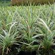 Sedoulek plochostvolý 'Albovariegata' - Ophiopogon planiscapus 'Albovariegata'