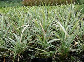 Sedoulek plochostvolý 'Albovariegata' - Ophiopogon planiscapus 'Albovariegata'