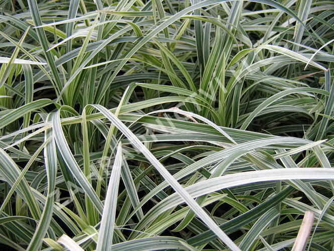 Sedoulek plochostvolý 'Albovariegata' - Ophiopogon planiscapus 'Albovariegata'