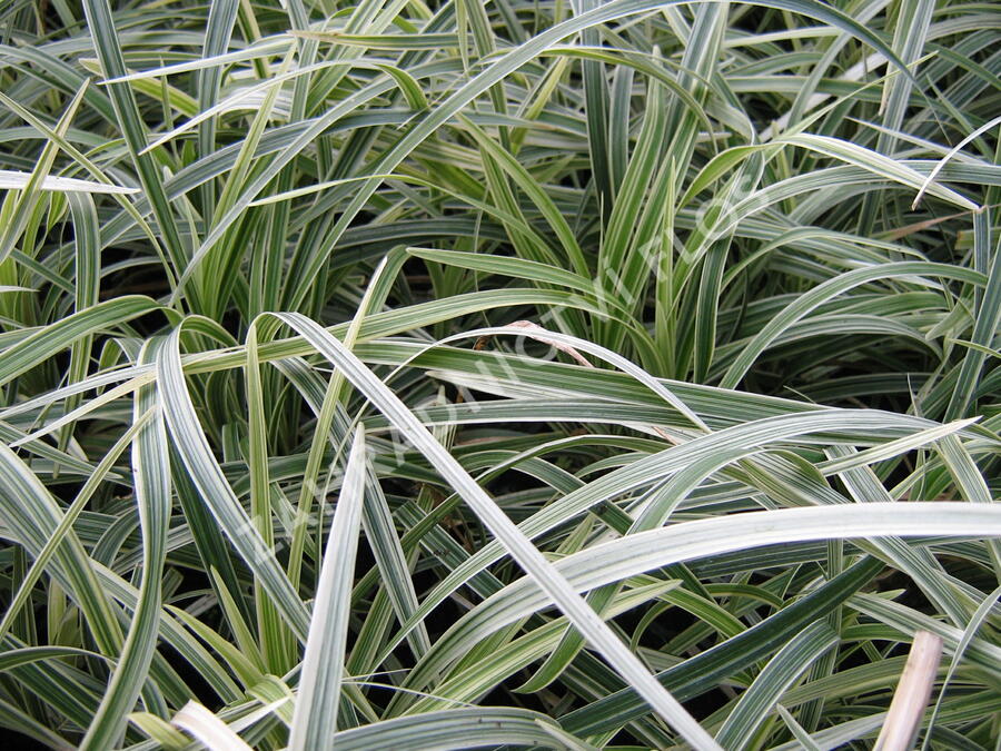 Sedoulek plochostvolý 'Albovariegata' - Ophiopogon planiscapus 'Albovariegata'