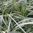 Sedoulek plochostvolý 'Albovariegata' - Ophiopogon planiscapus 'Albovariegata'