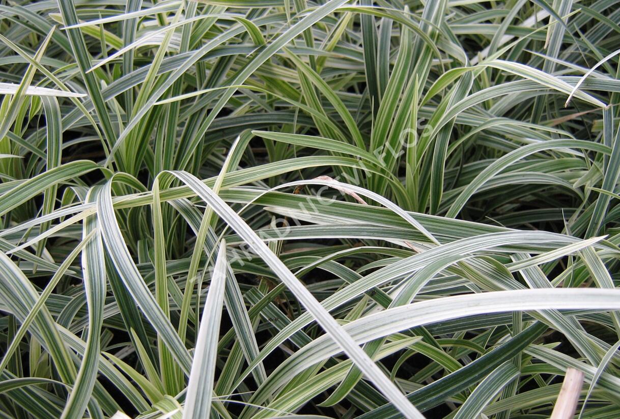 Sedoulek plochostvolý 'Albovariegata' - Ophiopogon planiscapus 'Albovariegata'