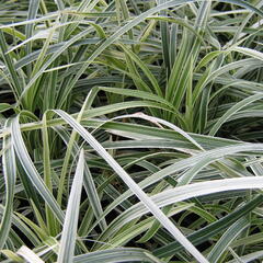 Sedoulek plochostvolý 'Albovariegata' - Ophiopogon planiscapus 'Albovariegata'