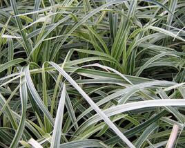 Sedoulek plochostvolý 'Albovariegata'