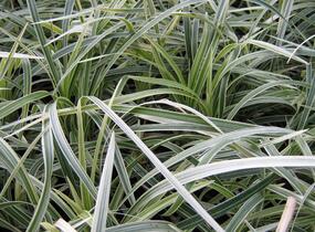 Sedoulek plochostvolý 'Albovariegata' - Ophiopogon planiscapus 'Albovariegata'