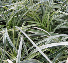 Sedoulek plochostvolý 'Albovariegata' - Ophiopogon planiscapus 'Albovariegata'