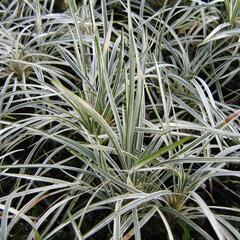 Sedoulek japonský 'White Mist' - Ophiopogon japonicus 'White Mist'