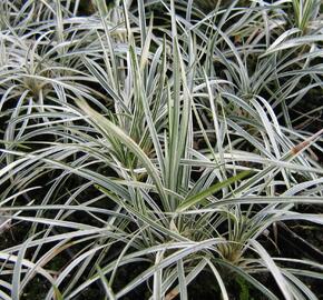 Sedoulek japonský 'White Mist' - Ophiopogon japonicus 'White Mist'