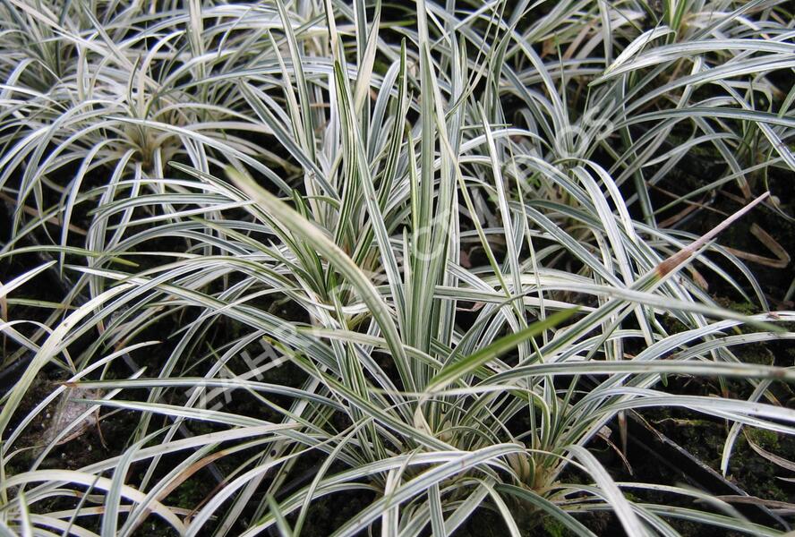 Sedoulek japonský 'White Mist' - Ophiopogon japonicus 'White Mist'