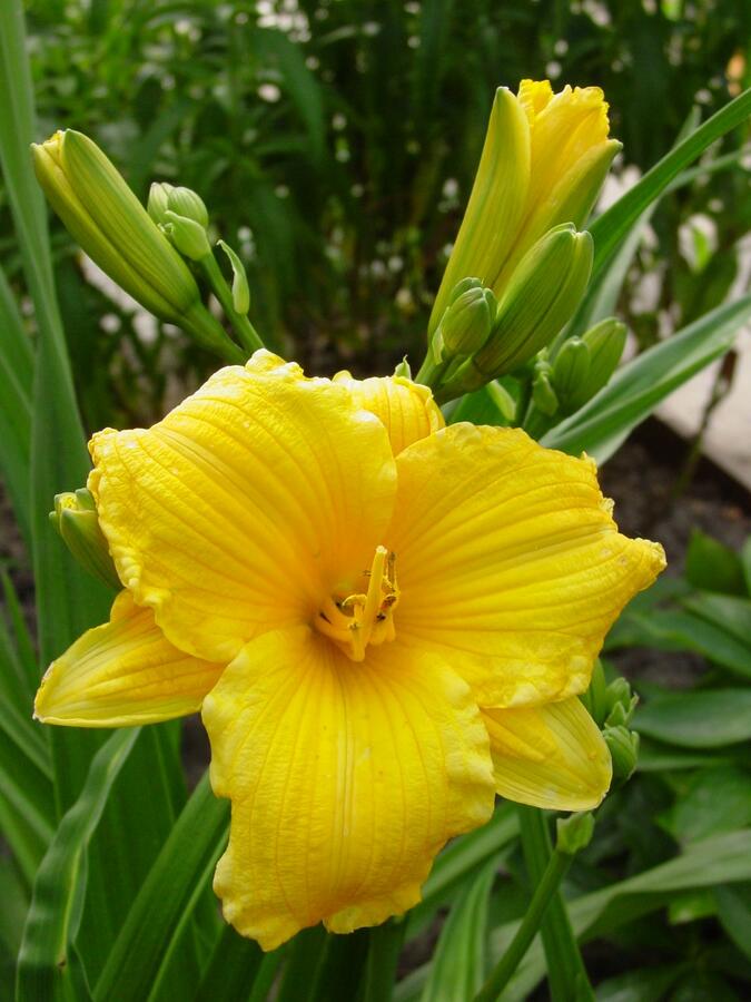 Denivka 'Texas Sunlight' - Hemerocallis 'Texas Sunlight'