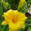 Denivka 'Texas Sunlight' - Hemerocallis 'Texas Sunlight'