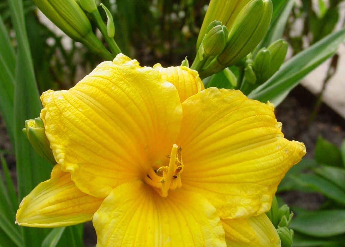 Denivka 'Texas Sunlight' - Hemerocallis 'Texas Sunlight'
