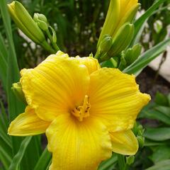 Denivka 'Texas Sunlight' - Hemerocallis 'Texas Sunlight'