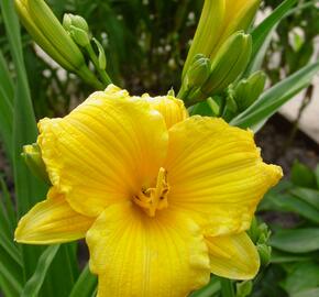 Denivka 'Texas Sunlight' - Hemerocallis 'Texas Sunlight'