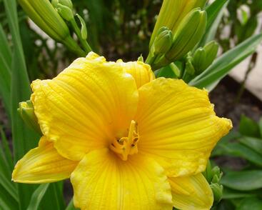 Denivka 'Texas Sunlight'