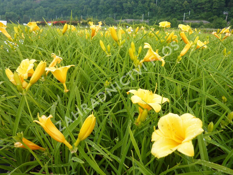 Denivka 'Stella de Oro' - Hemerocallis 'Stella de Oro'