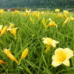 Denivka 'Stella de Oro' - Hemerocallis 'Stella de Oro'