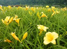 Denivka 'Stella de Oro' - Hemerocallis 'Stella de Oro'
