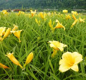 Denivka 'Stella de Oro' - Hemerocallis 'Stella de Oro'