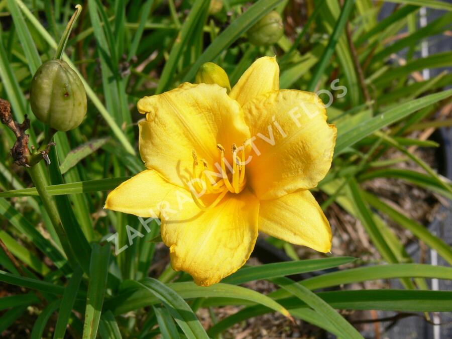 Denivka 'Stella de Oro' - Hemerocallis 'Stella de Oro'