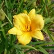 Denivka 'Stella de Oro' - Hemerocallis 'Stella de Oro'