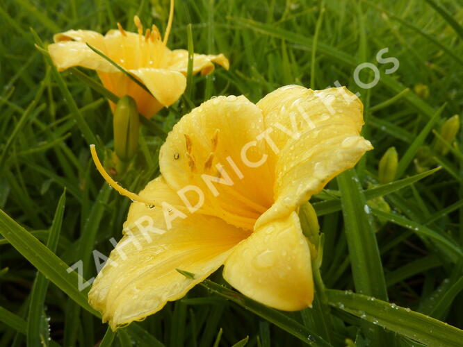 Denivka 'Stella de Oro' - Hemerocallis 'Stella de Oro'