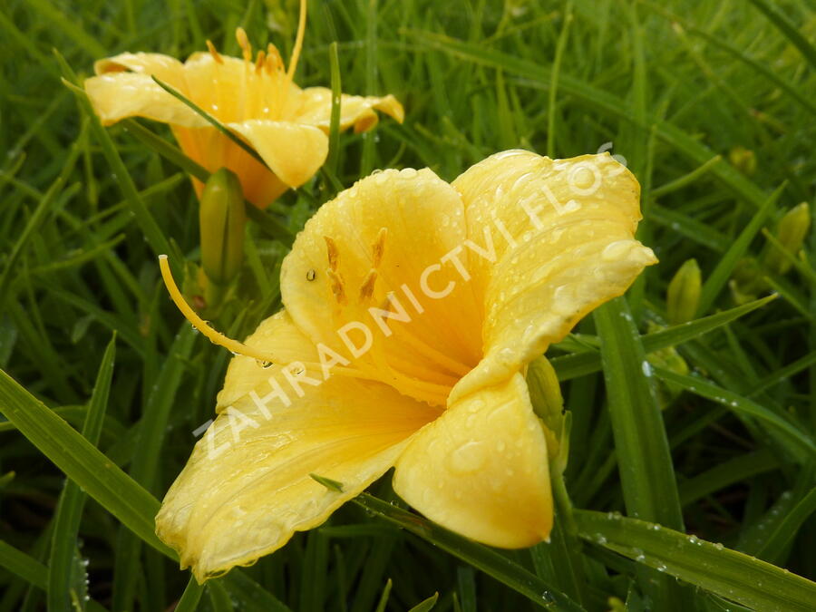 Denivka 'Stella de Oro' - Hemerocallis 'Stella de Oro'