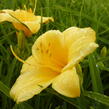 Denivka 'Stella de Oro' - Hemerocallis 'Stella de Oro'