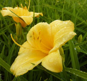 Denivka 'Stella de Oro' - Hemerocallis 'Stella de Oro'