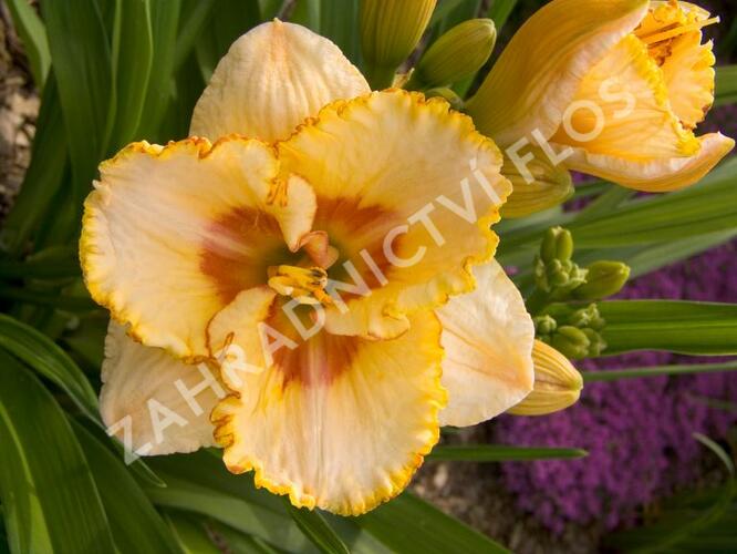 Denivka 'Sixth Sense' - Hemerocallis 'Sixth Sense'