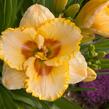 Denivka 'Sixth Sense' - Hemerocallis 'Sixth Sense'