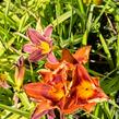Denivka 'Rocket City' - Hemerocallis 'Rocket City'