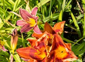 Denivka 'Rocket City' - Hemerocallis 'Rocket City'