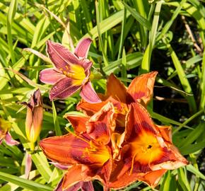 Denivka 'Rocket City' - Hemerocallis 'Rocket City'