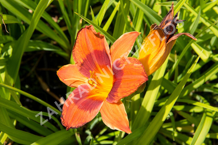 Denivka 'Rocket City' - Hemerocallis 'Rocket City'