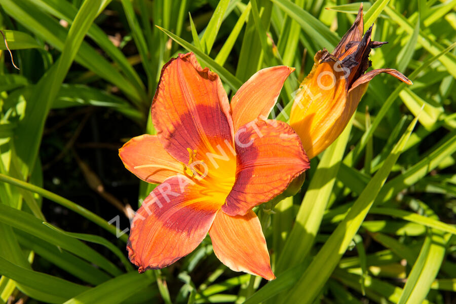 Denivka 'Rocket City' - Hemerocallis 'Rocket City'