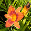 Denivka 'Rocket City' - Hemerocallis 'Rocket City'