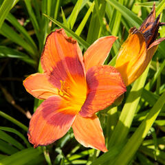 Denivka 'Rocket City' - Hemerocallis 'Rocket City'