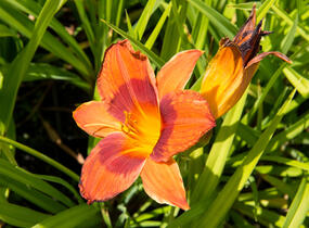 Denivka 'Rocket City' - Hemerocallis 'Rocket City'